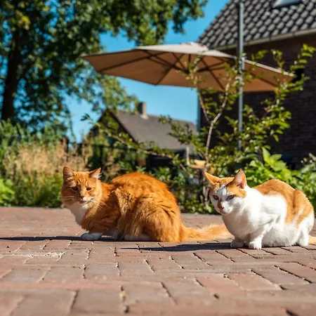 Appartement Hof Hool Nuenen